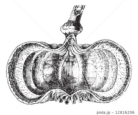 Somnifere poppy (fruit cup) or Opium poppy, vintage engraving. 12816206