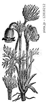 Anemone pulsatilla or Pulsatilla vulgaris, vintage engraving. 12816212