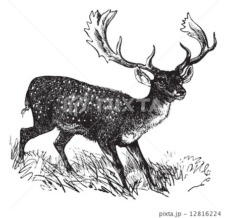 Fallow Deer or Dama dama, vintage engraving 12816224