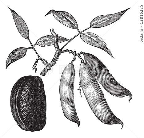 Physotigma Poisons (Physostigma venenosum) or Calabar Bean, vint 12816225