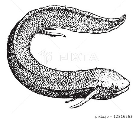 South American Lungfish or Lepidosiren paradoxa, vintage engravi 12816263