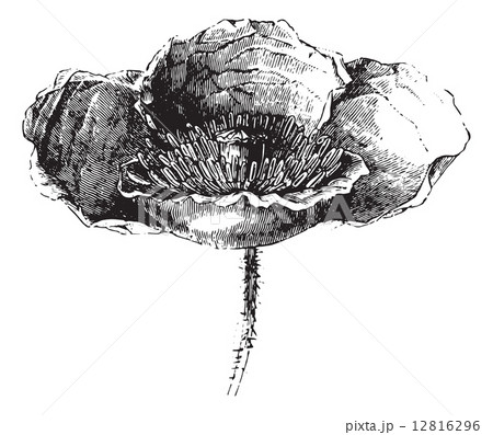 Somnifere poppy (flower) or Opium poppy, vintage engraving. 12816296