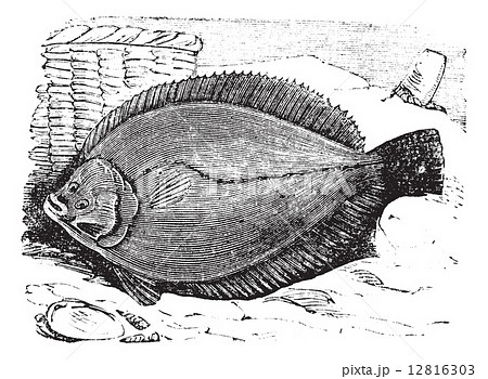 Plaice or Flounder frank vintage engraving 12816303