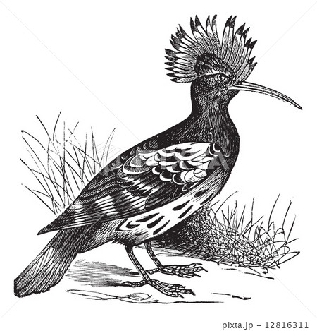 Hoopoe or Upupa epops vintage engraving 12816311