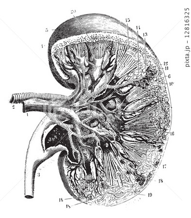 Kidney section, vintage engraving. 12816325