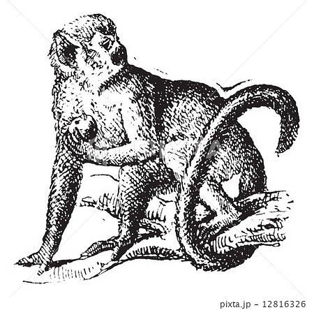 Squirrel monkey or Saimiri, vintage engraving. 12816326
