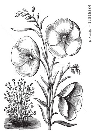 Linum grandiflorum or Red flax vintage engraving Linum grandiflorum or Red flax vintage engraving 12816334