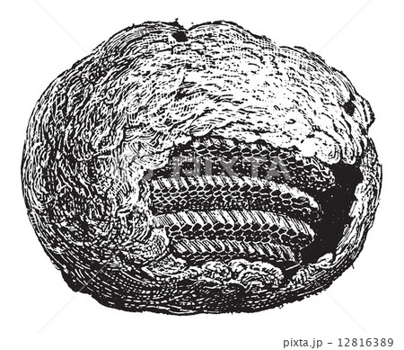 Wasp Nest, vintage engraving 12816389