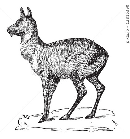 Siberian Musk Deer or Moschus moschiferus, vintage engraving 12816390