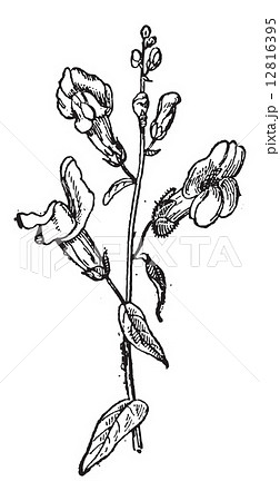 Common Snapdragon or Antirrhinum majus, vintage engraving 12816395