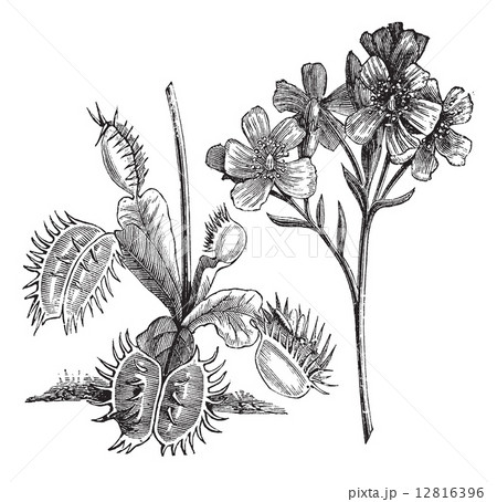 Venus Flytrap or Dionaea muscipula, vintage engraving 12816396