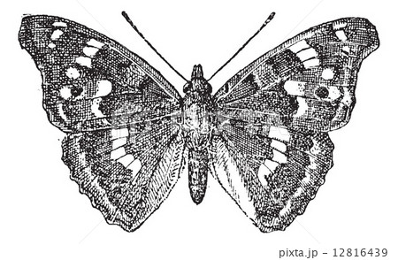 Lesser Purple Emperor or Apatura ilia, vintage engraving 12816439