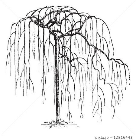 Sophora Japonica or Japanese pagodatree (Styphnolobium japonicum 12816443