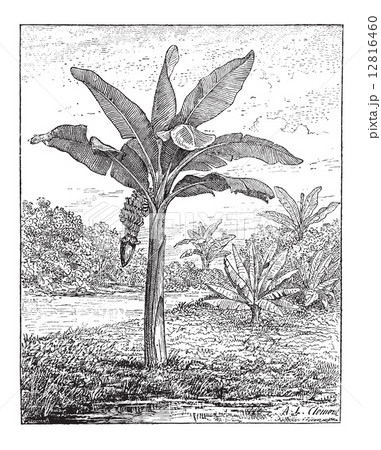 Banana, Plantain, or Musa sp., vintage engraving 12816460