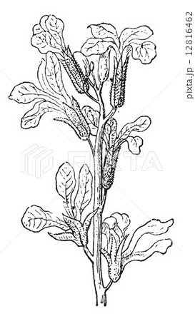 Stock or Matthiola sp., vintage engraving Stock or Matthiola sp., vintage engraving 12816462