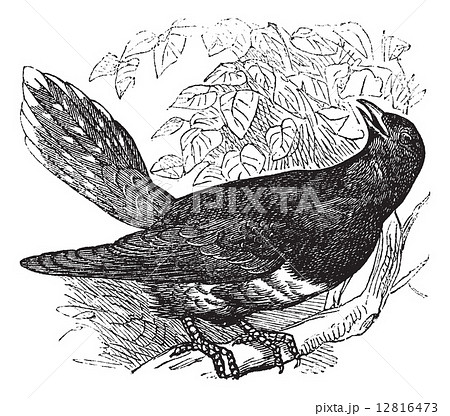 Common Cuckoo or Cuculus canorus vintage engraving Common Cuckoo or Cuculus canorus vintage engraving 12816473