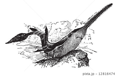 Knifetooth Sawfish or Anoxypristis cuspidata, vintage engraving 12816474