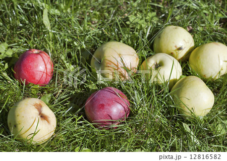 Apples in the grass 12816582