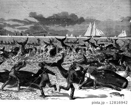 Hunting porpoises, vintage engraving. Hunting porpoises, vintage engraving. 12816942