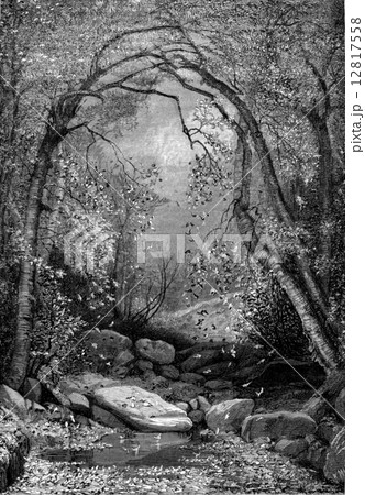 Sugar maples, vintage engraving. 12817558