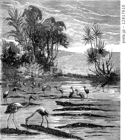 Around the world a kid paris, Hunting flamingos, vintage engravi 12817610