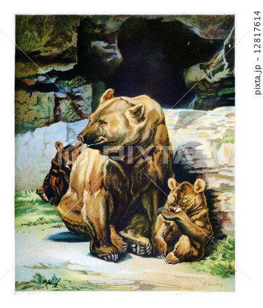 Bear with cubs, vintage engraving. 12817614