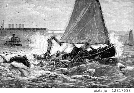 A true story of sharks. Our three browsers counted fourteen shar 12817658