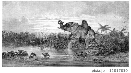 Salon painting. Elephant attack by two lions, vintage engraving. Salon painting. Elephant attack by two lions, vintage engraving. 12817850