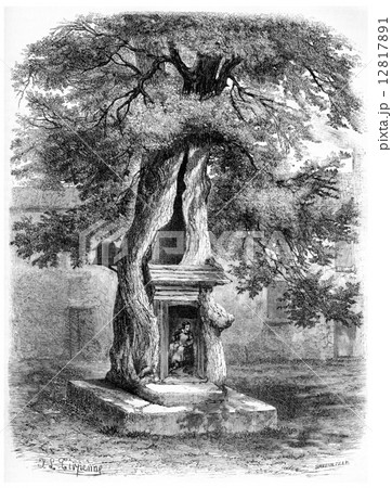 Elm of Salernes, France, vintage engraving. 12817891