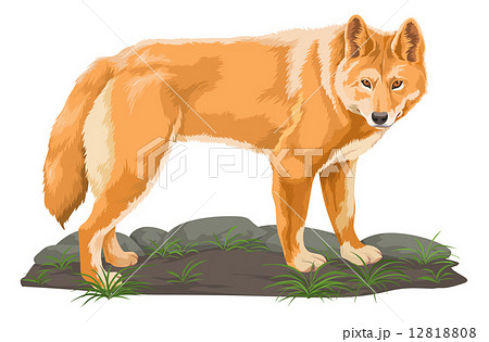 Vector of wolf. 12818808