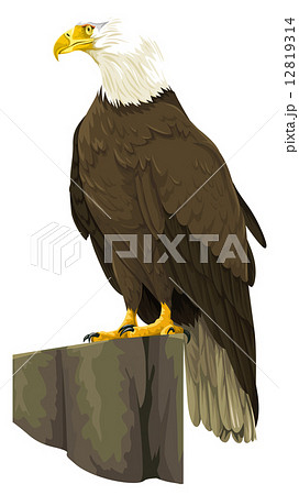 Vector of bald eagle. 12819314