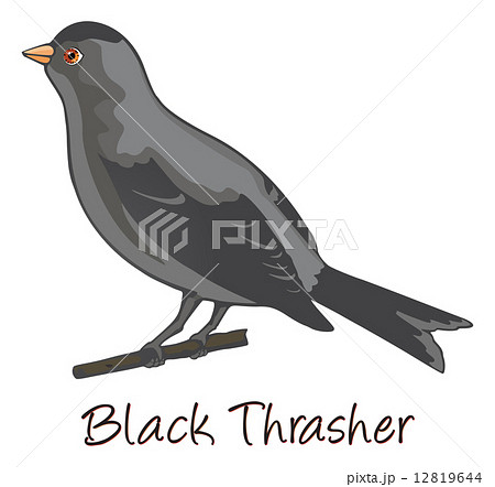 Brown Trasher, Color Illustration Brown Trasher, Color Illustration 12819644
