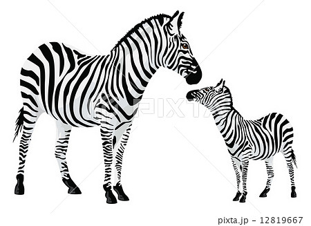 Zebra or Equus zebra, illustration Zebra or Equus zebra, illustration 12819667