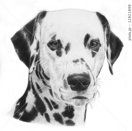 Dalmatian, illustration Dalmatian, illustration 12821899