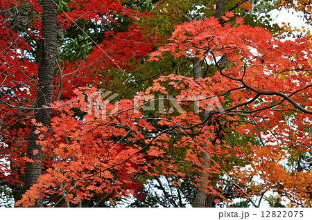 コハウチワカエデ 12822075