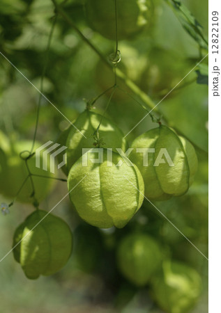 フウセンカズラ（風船葛） 12822109