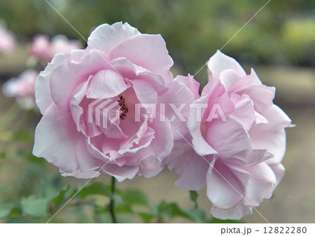薔薇の花 12822280