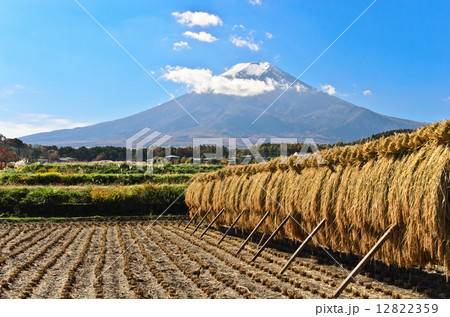 収穫の秋と富士山  12822359