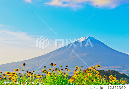 花びらを前に 12822360