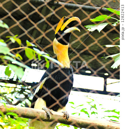 Rhinoceros hornbill in the cage Rhinoceros hornbill in the cage 12822413