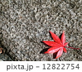 もみじ 12822754