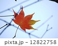 もみじ 12822758