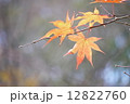 もみじ 12822760