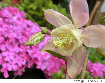 おだまき 12822761