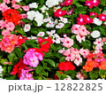 日々草 12822825