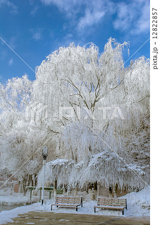 公園の樹氷 12822857