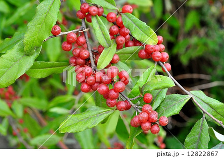 アキグミ果実 12822867