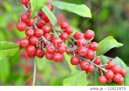 アキグミ果実 12822870