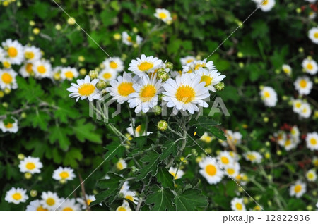 アシズリノジギク 12822936