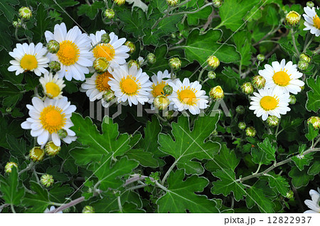 アシズリノジギク 12822937